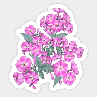 Pink Phlox - Bouquet of beautiful Phloxes Sticker